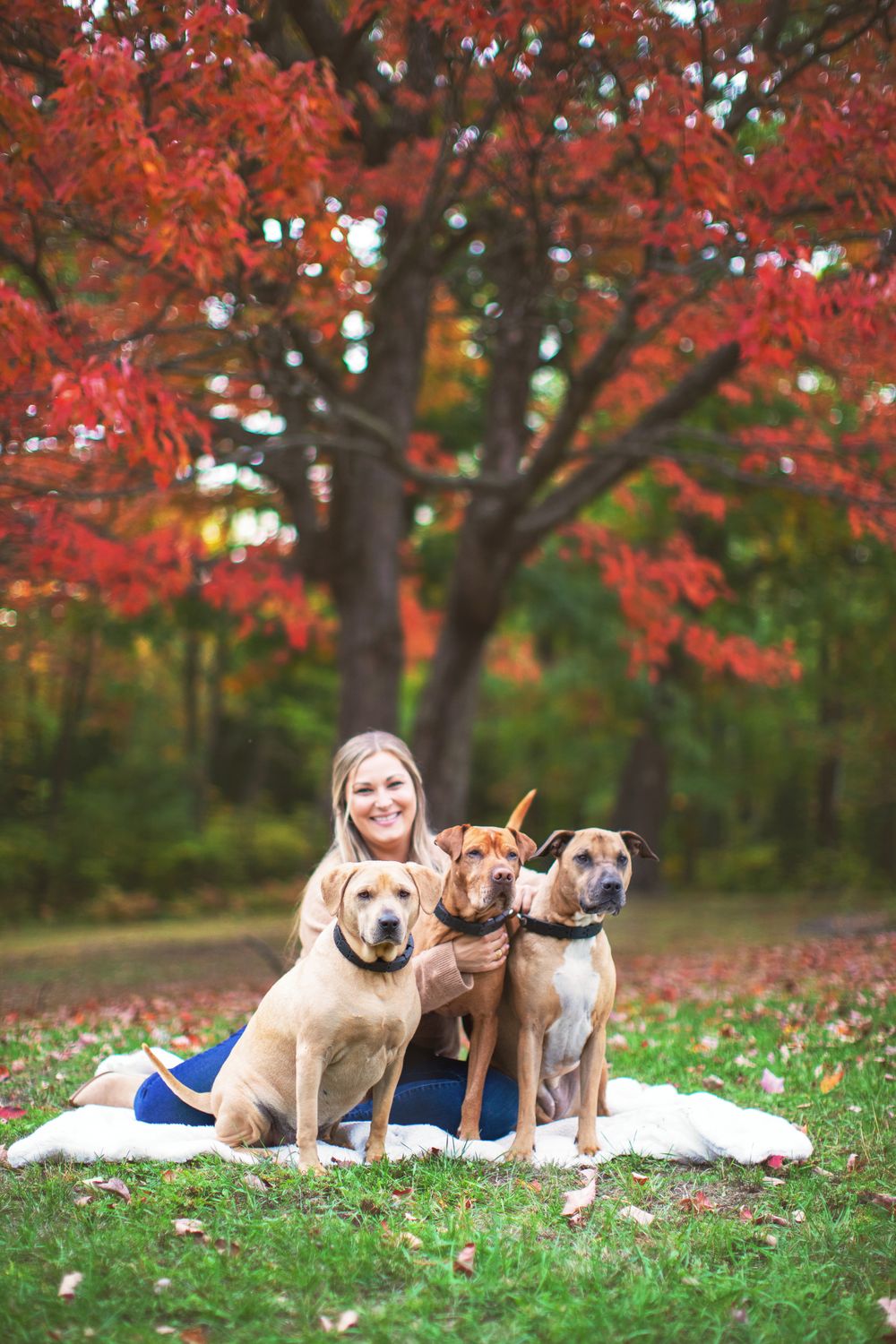Three dogs sit on a white blanket under a vibrant red maple tree during autumn.