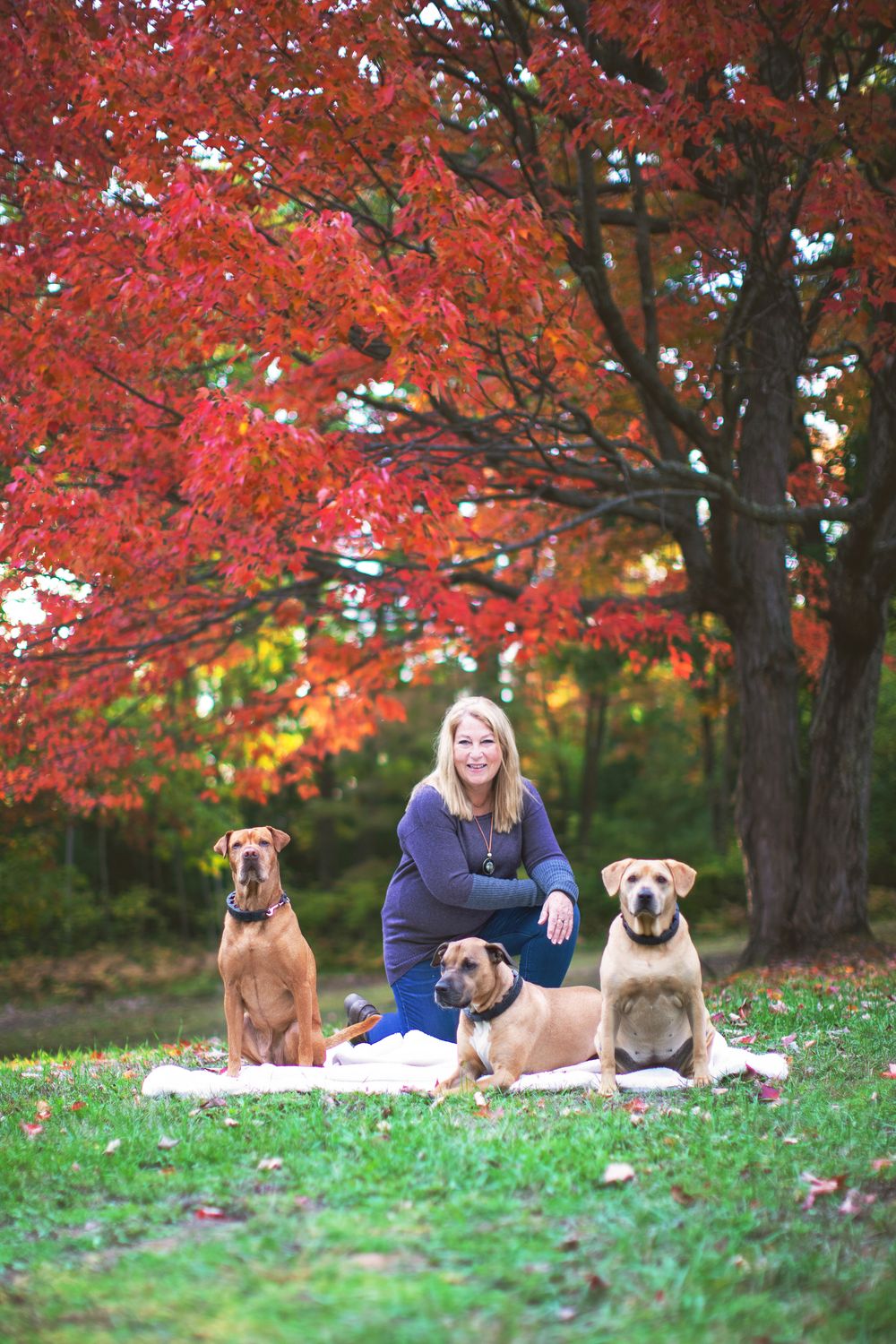 Person sits outdoors with three dogs on blanket under vibrant red fall maple trees.