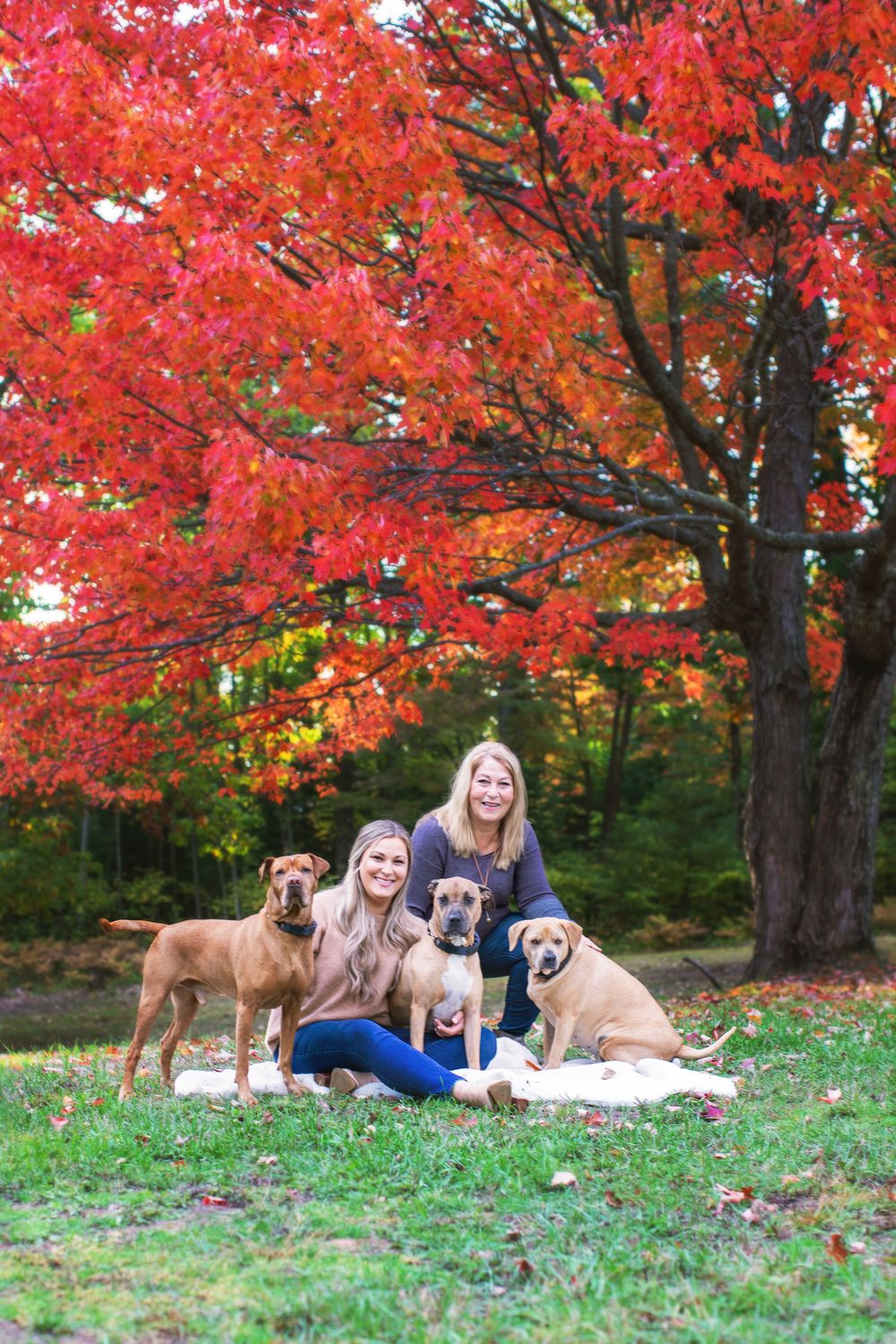Group portrait with four dogs sitting on blankets under bright autumn foliage.