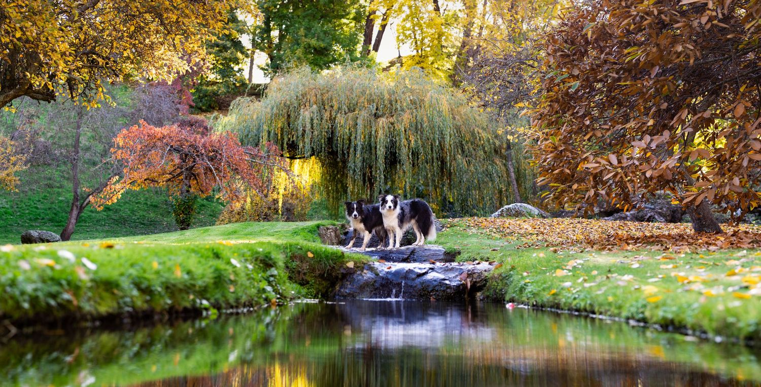 Dogs resting on a wooden bridge over a pond in an autumn garden setting.