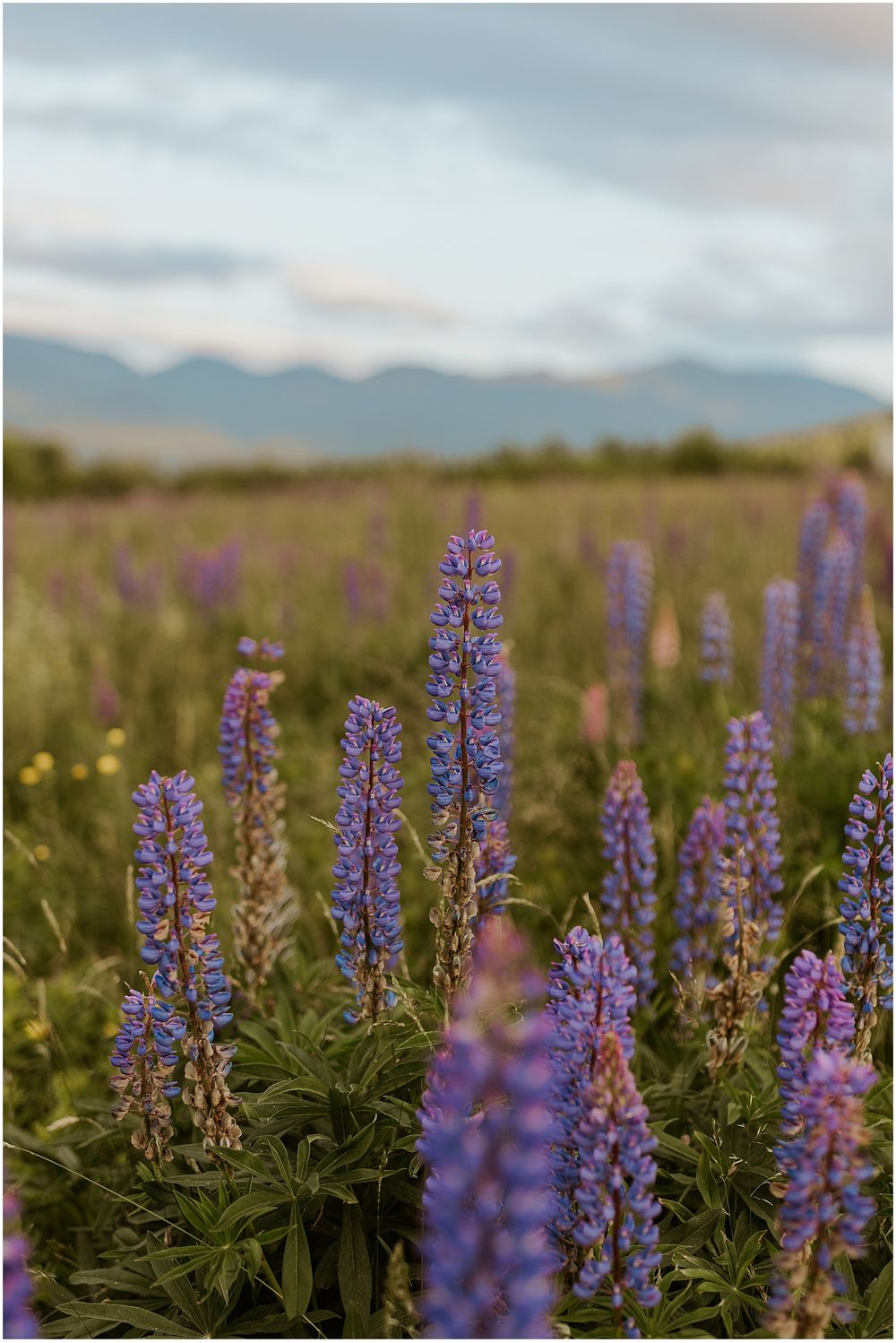 A lupine flower field in the New Hampshire White Mountains