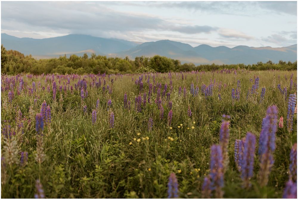 A lupine flower field in the White Mountains, NH