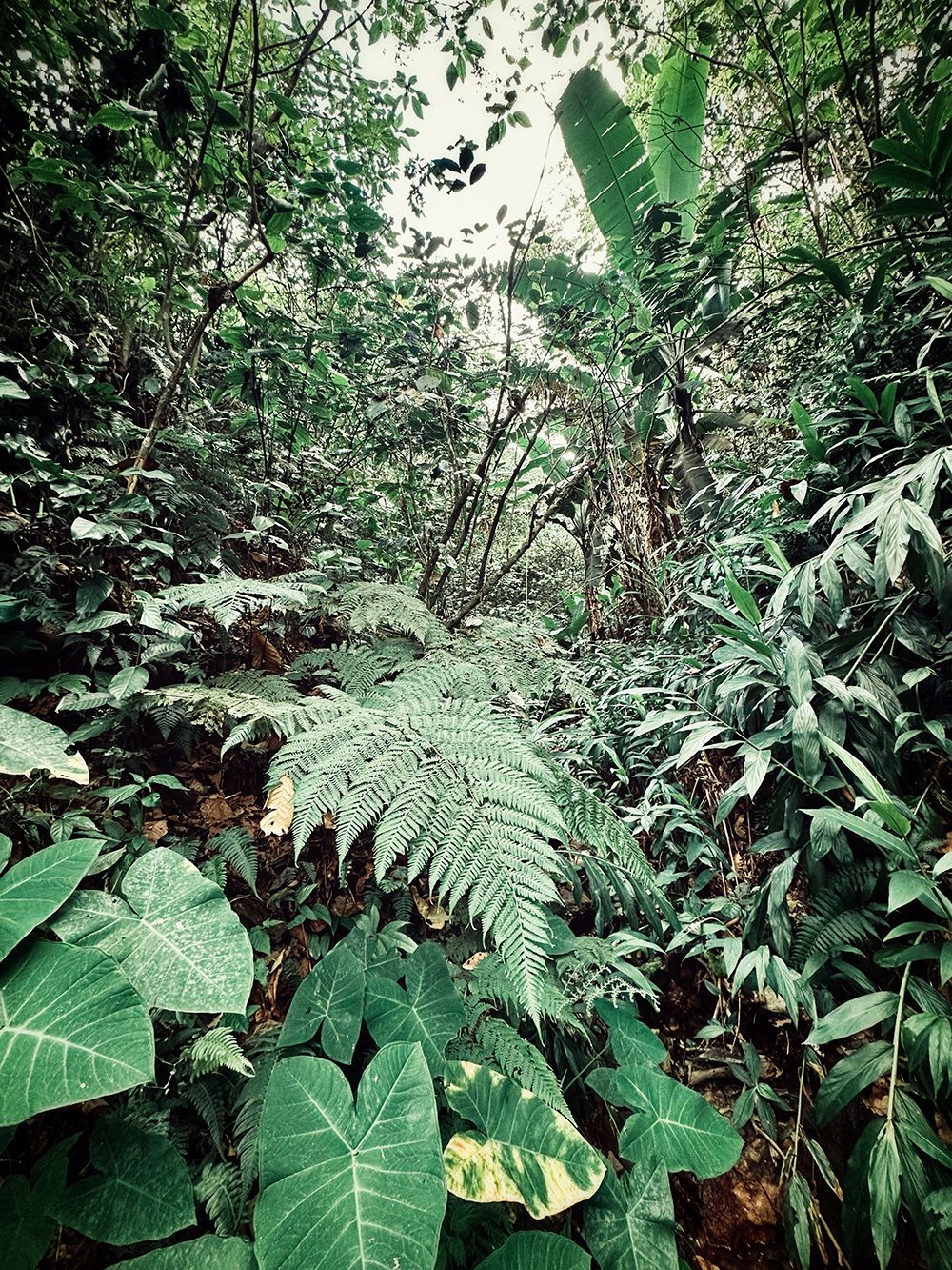Lush green jungle with giant leafs