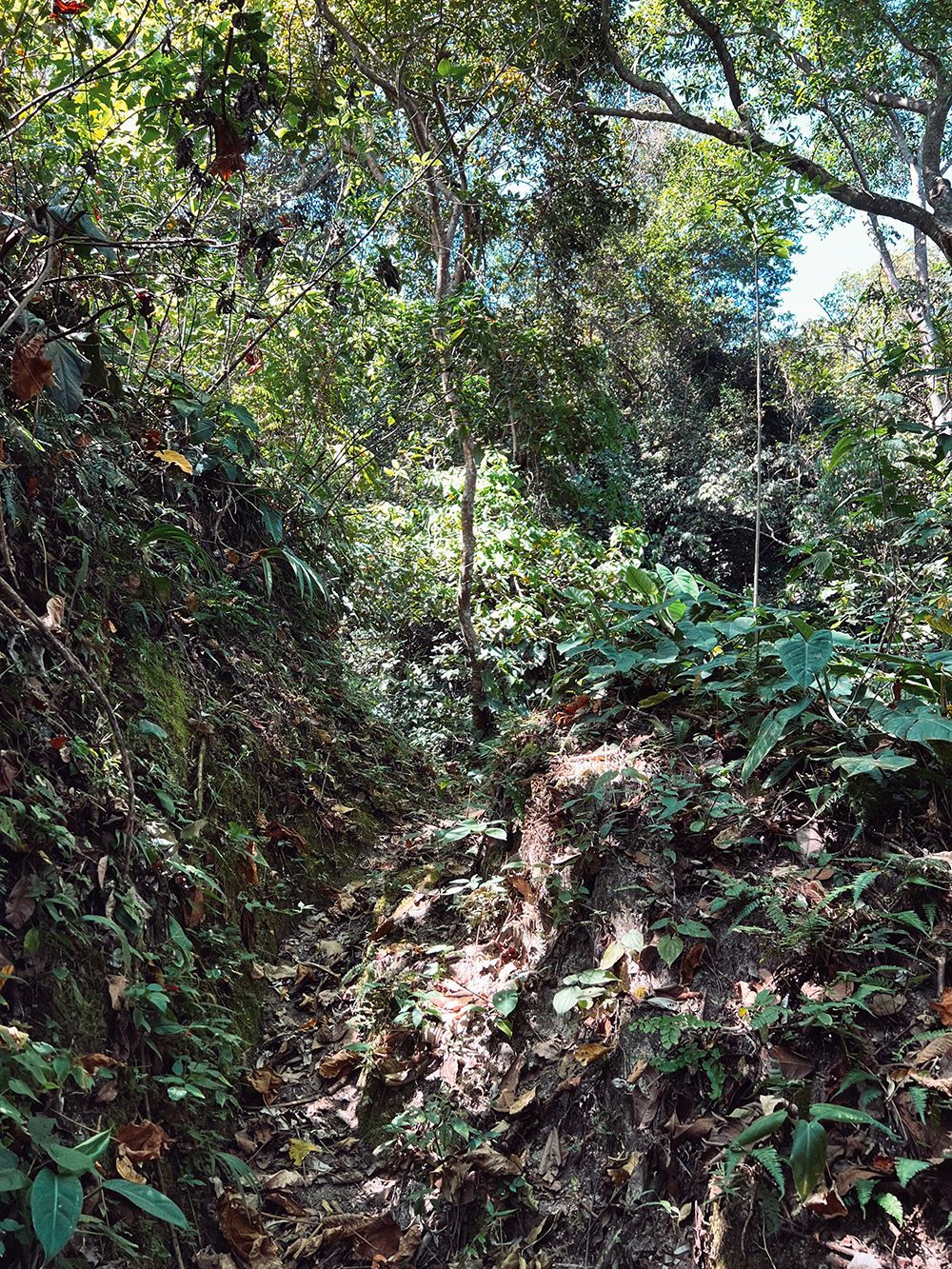 jungle