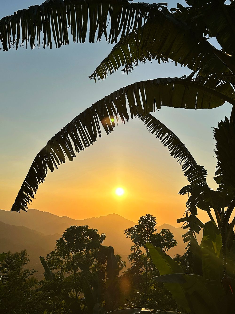 Sunset with palm leafs in front