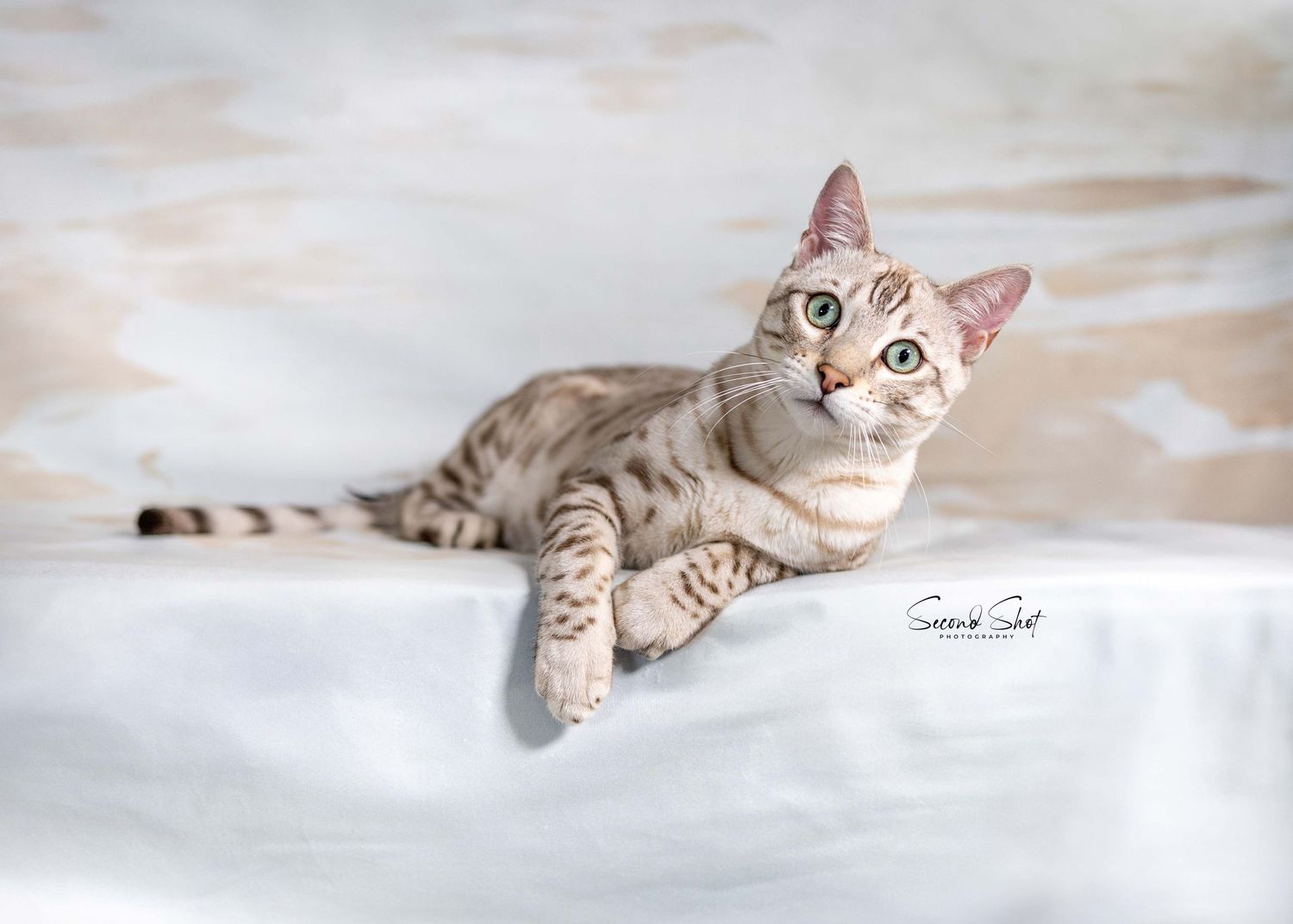Light colored Bengal cat with spotted coat pattern reclining on white surface.