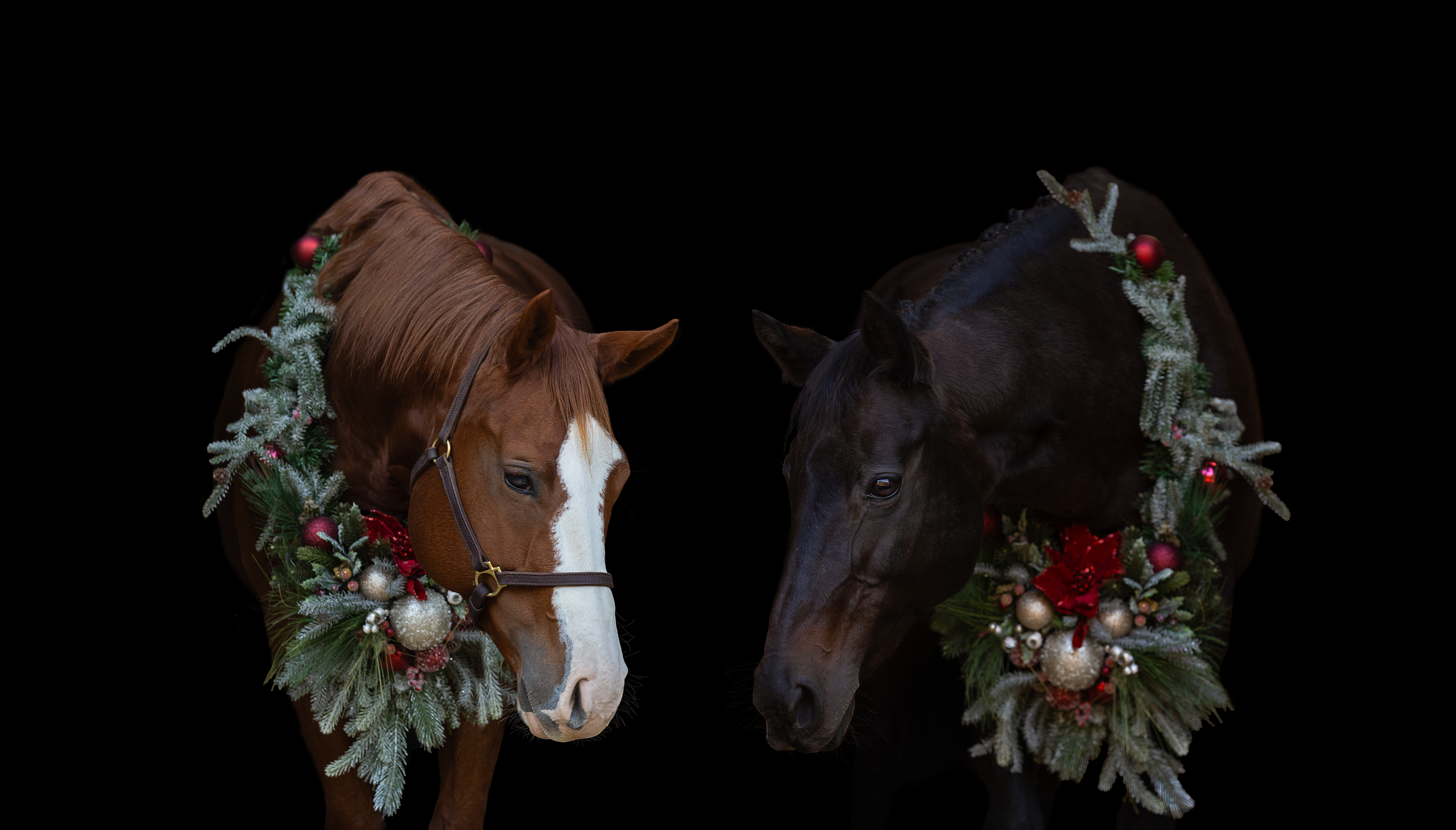 Two horses adorned with festive holiday greenery wreaths against a dark background.