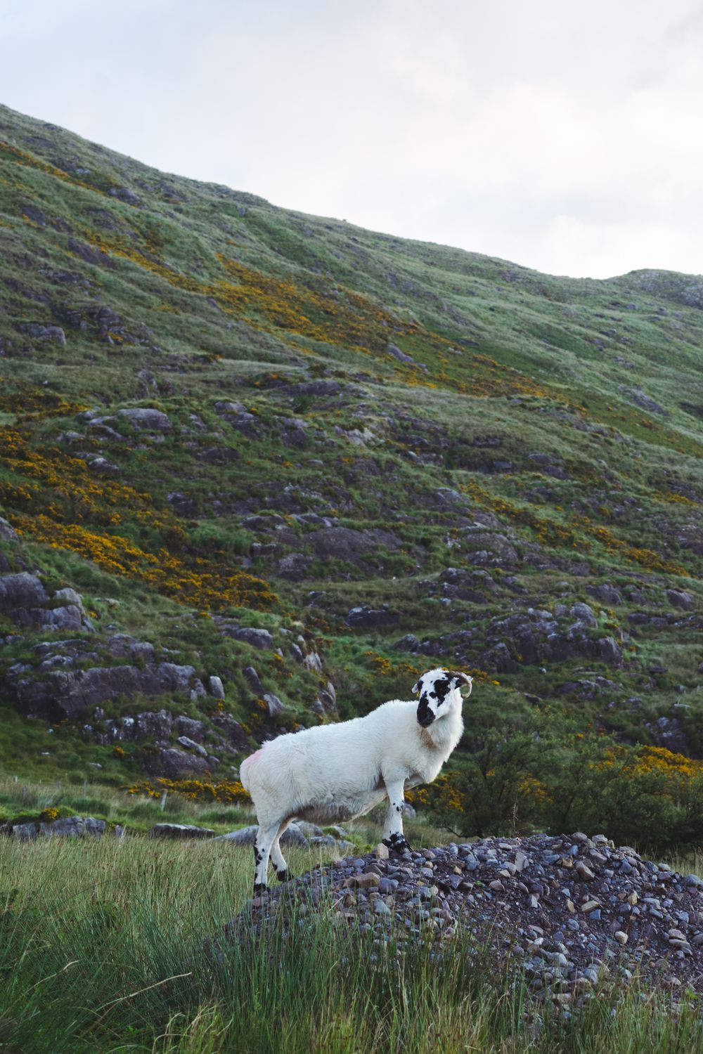 Clool Lough road trip irlande van