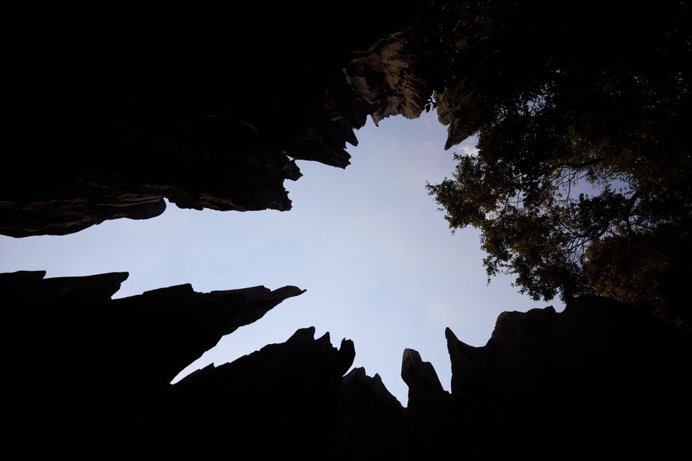 Looking upward through trees creates a dramatic silhouette against a bright sky with jagged edges framing the opening.