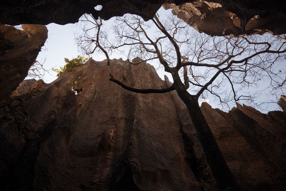 A gnarly tree branch silhouetted against the sky, viewed from below through an opening in steep canyon walls.