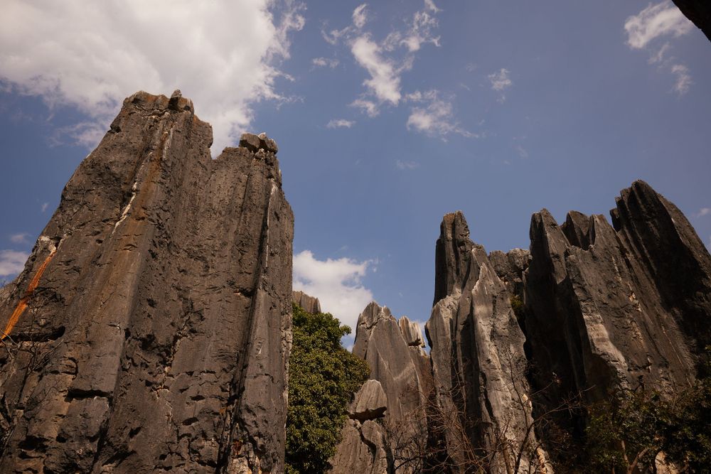 Towering limestone rock formations rise against a blue sky with white clouds at Stone Forest in China.