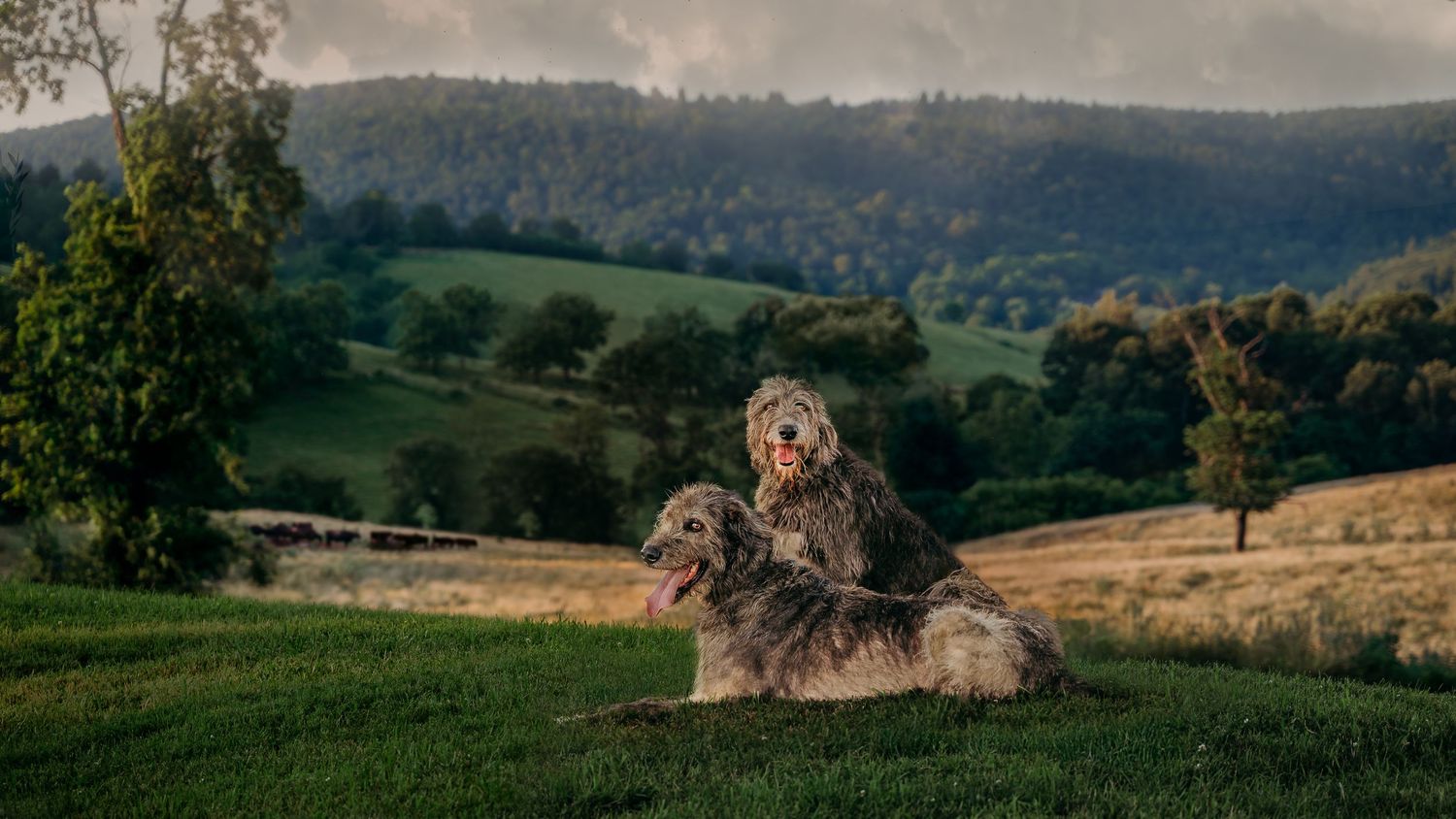 Two Irish Wolfhounds sit and watch their cows behind them on the rolling hills of Paris, Virginia under a stormy sky