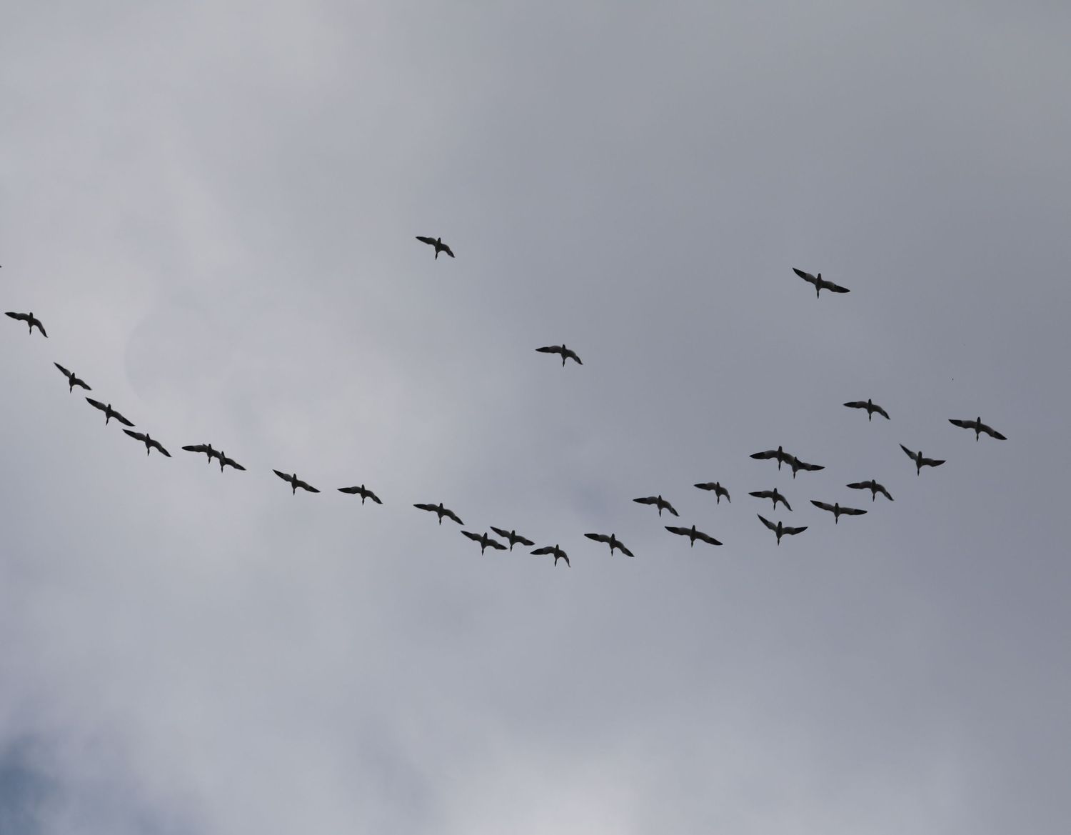 Silhouettes of migrating birds flying in V-formation against a gray cloudy sky.