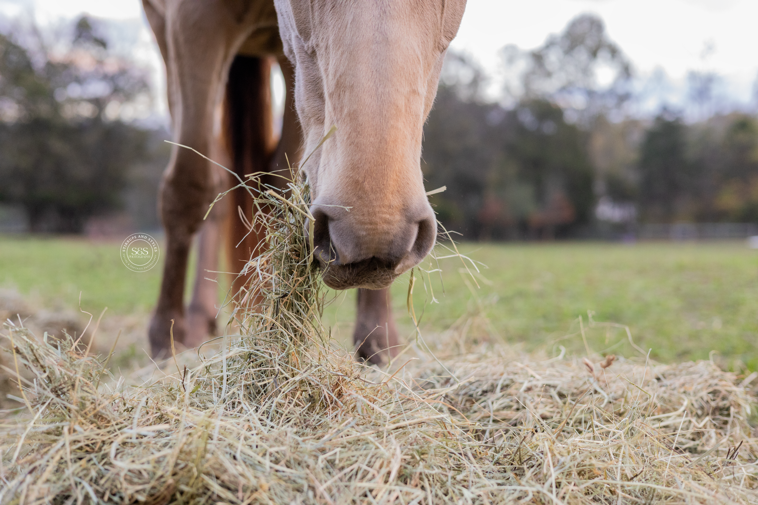 Close-up of a horse's muzzle eating hay from the ground.