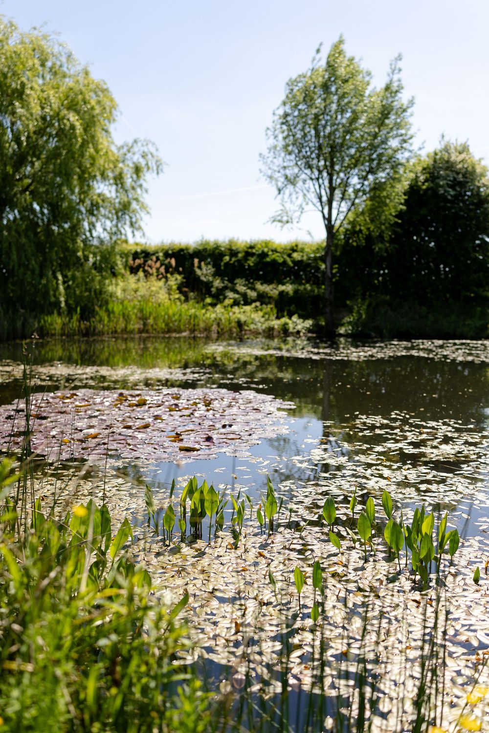 A tranquil pond with lily pads surrounded by willows and lush greenery on a sunny day.