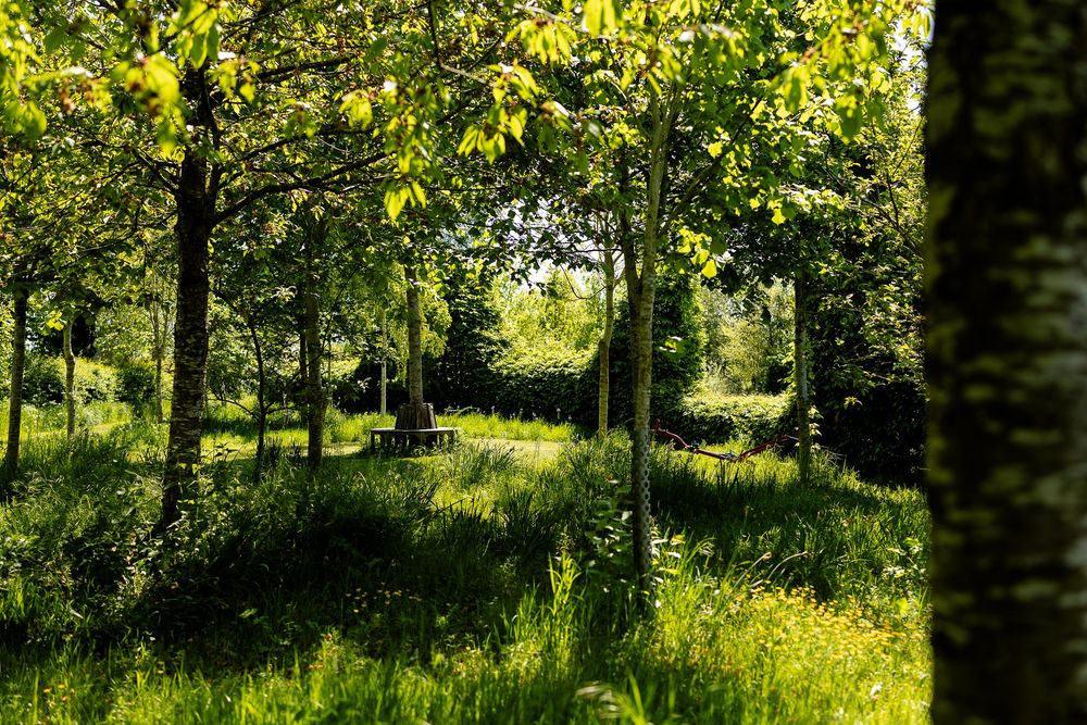 Sunlit woodland path through green trees with tall grass and wildflowers in a tranquil summer forest.