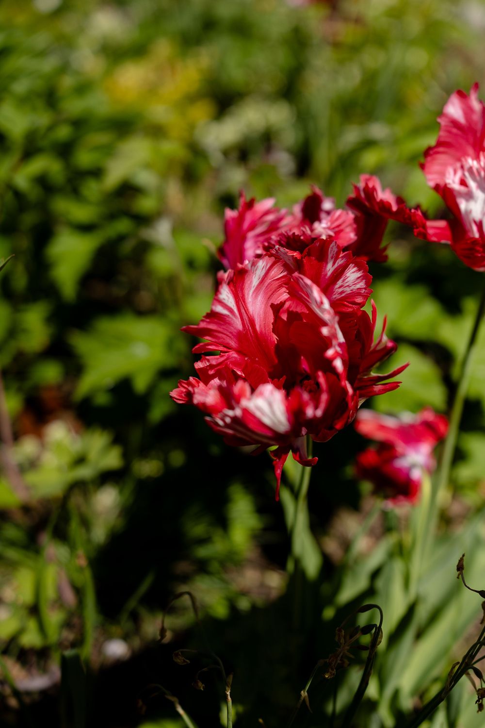 A vibrant red and white ruffled tulip flower in full bloom against a blurred garden background.