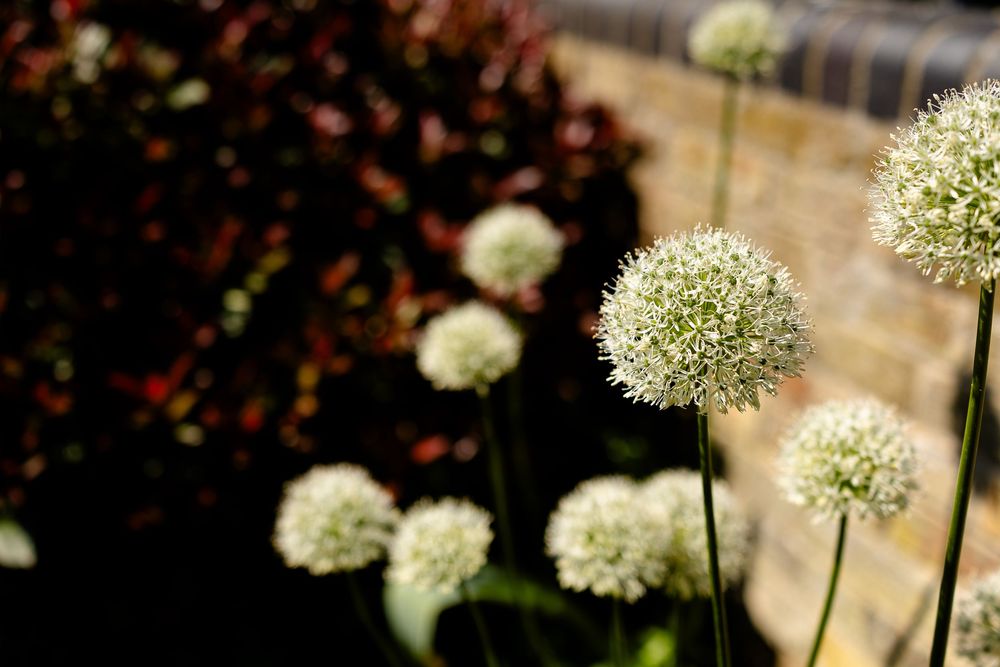 White allium flowers bloom against a dark blurred background in a garden setting.