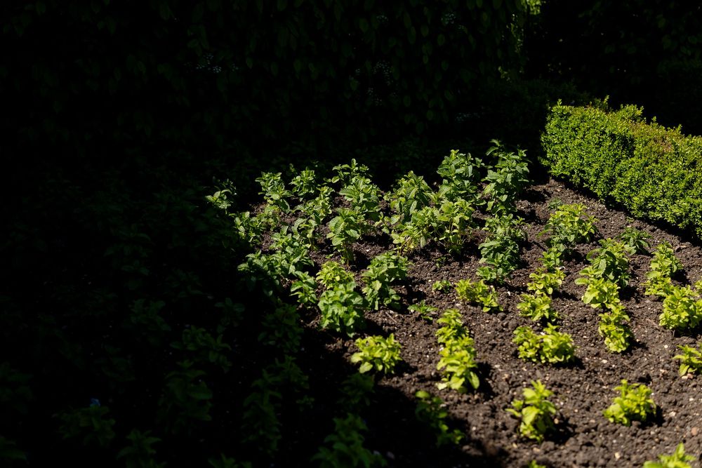 Sun illuminates rows of young plants growing in a garden plot with rich dark soil.