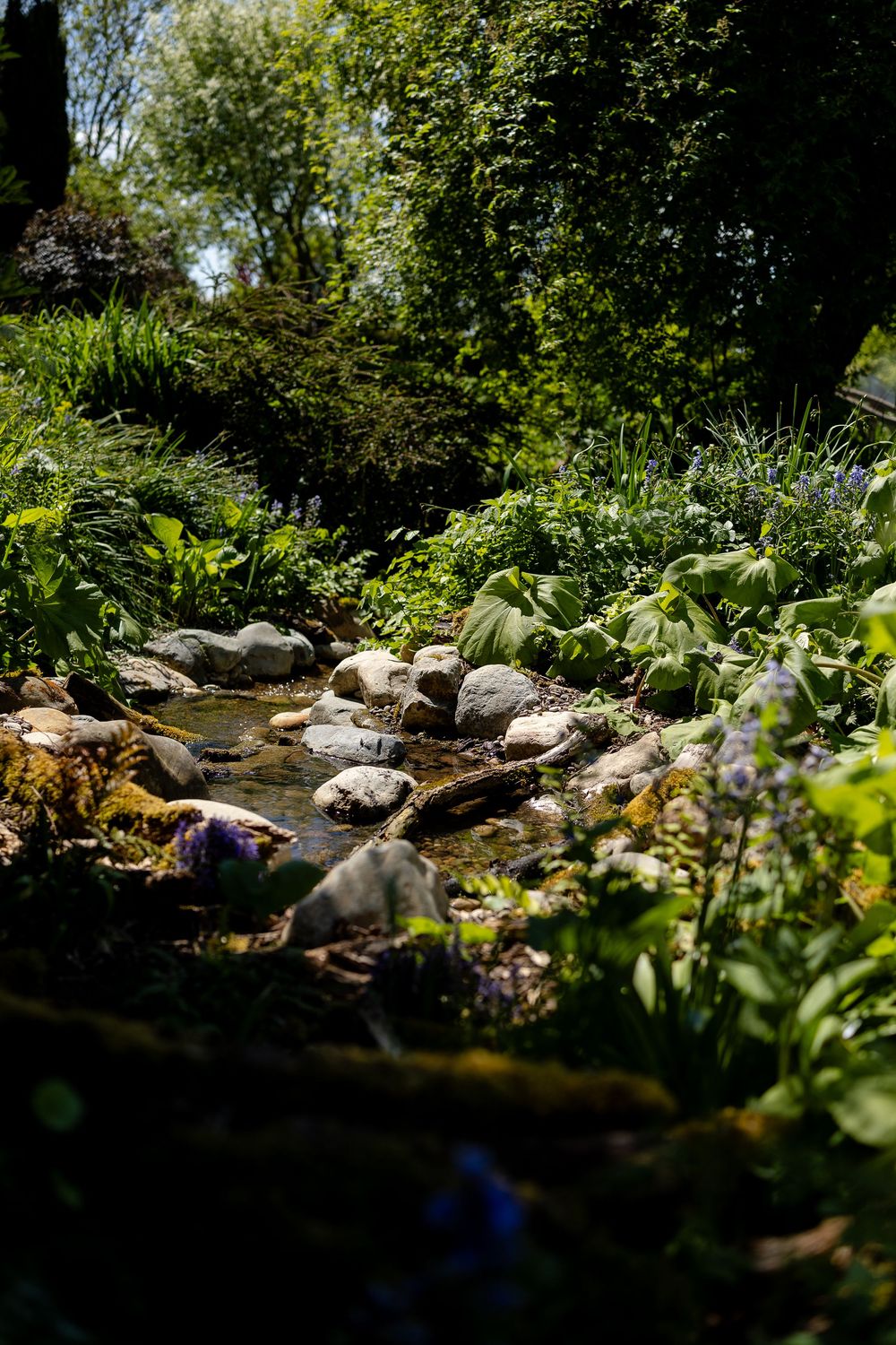 A small rocky stream flows through lush green vegetation and garden plants on a sunny day.