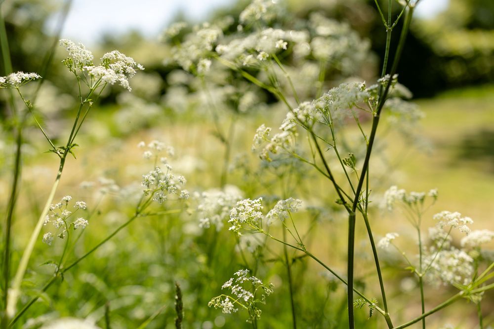 Delicate white Queen Anne's Lace wildflowers bloom among green stems in a sunlit summer meadow.