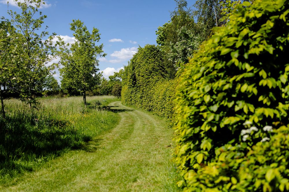 A curved grassy path winds through a garden with green hedges and trees on a sunny summer day.