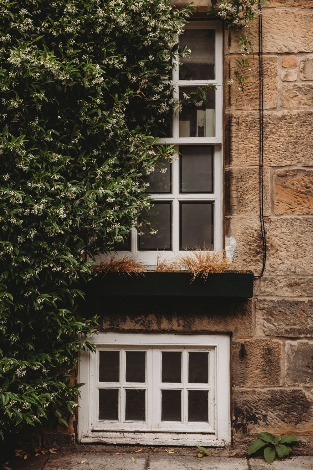 White framed windows on sandstone building wall with green ivy growing alongside and small window box detail.