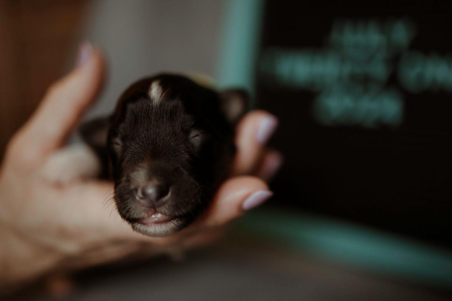 Dark colored puppy with white spot being held against blurred background.