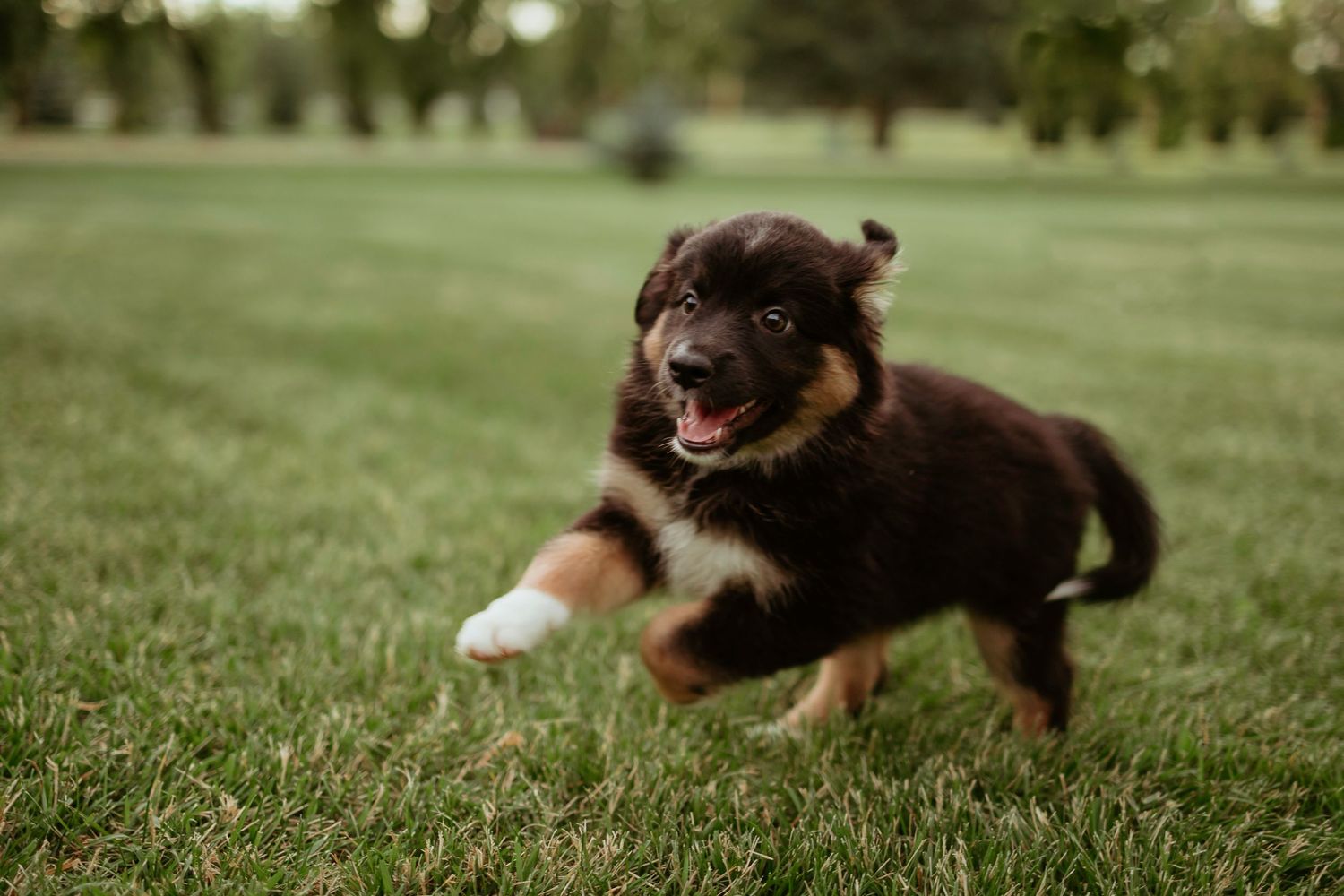 Playful black and brown puppy leaping through grass with joy.