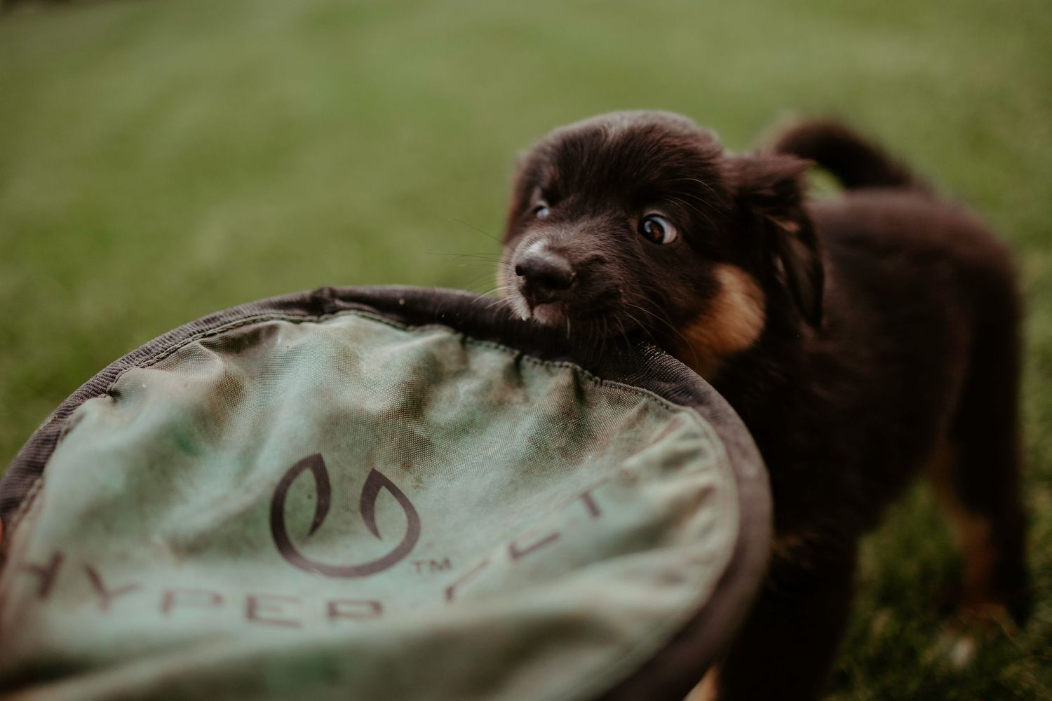 Playful puppy bites and tugs on a light-colored frisbee toy in the grass.