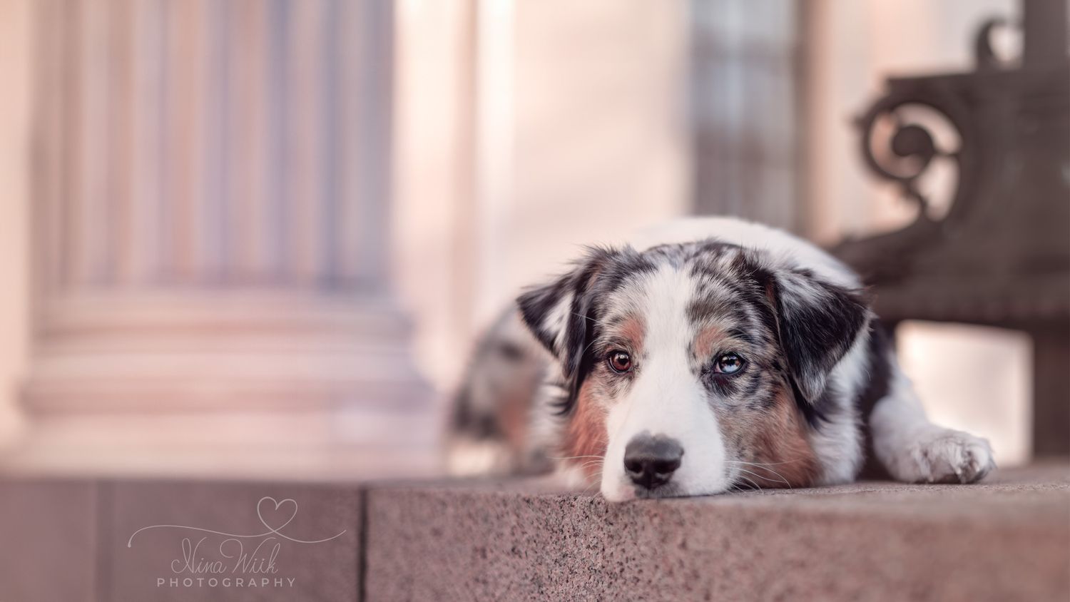 Poppy blue merle australsk gjeterhund