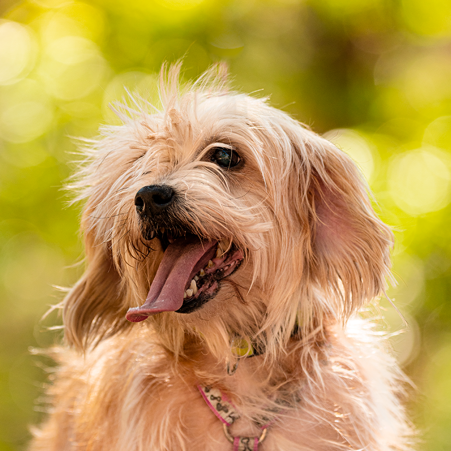 Pet photography DC