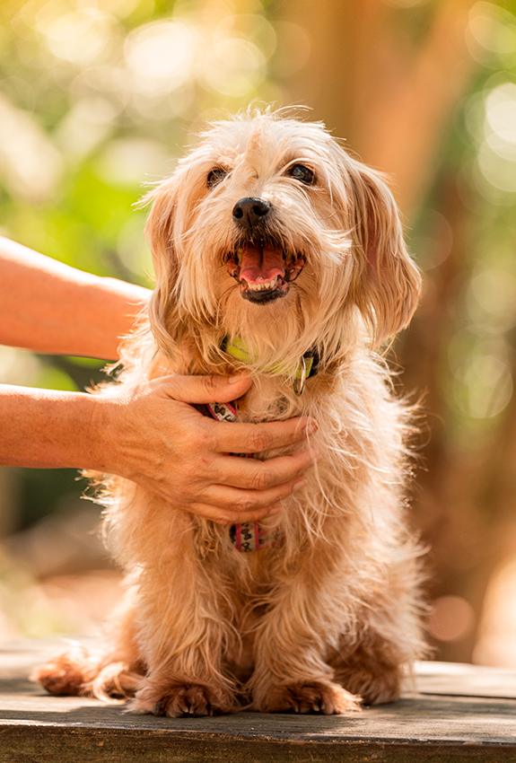 Pet photography DC
