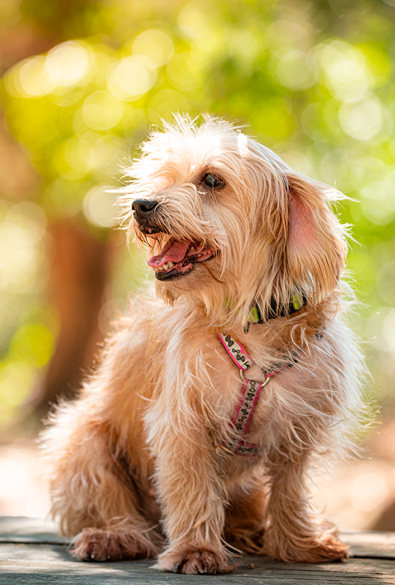 Pet photography DC