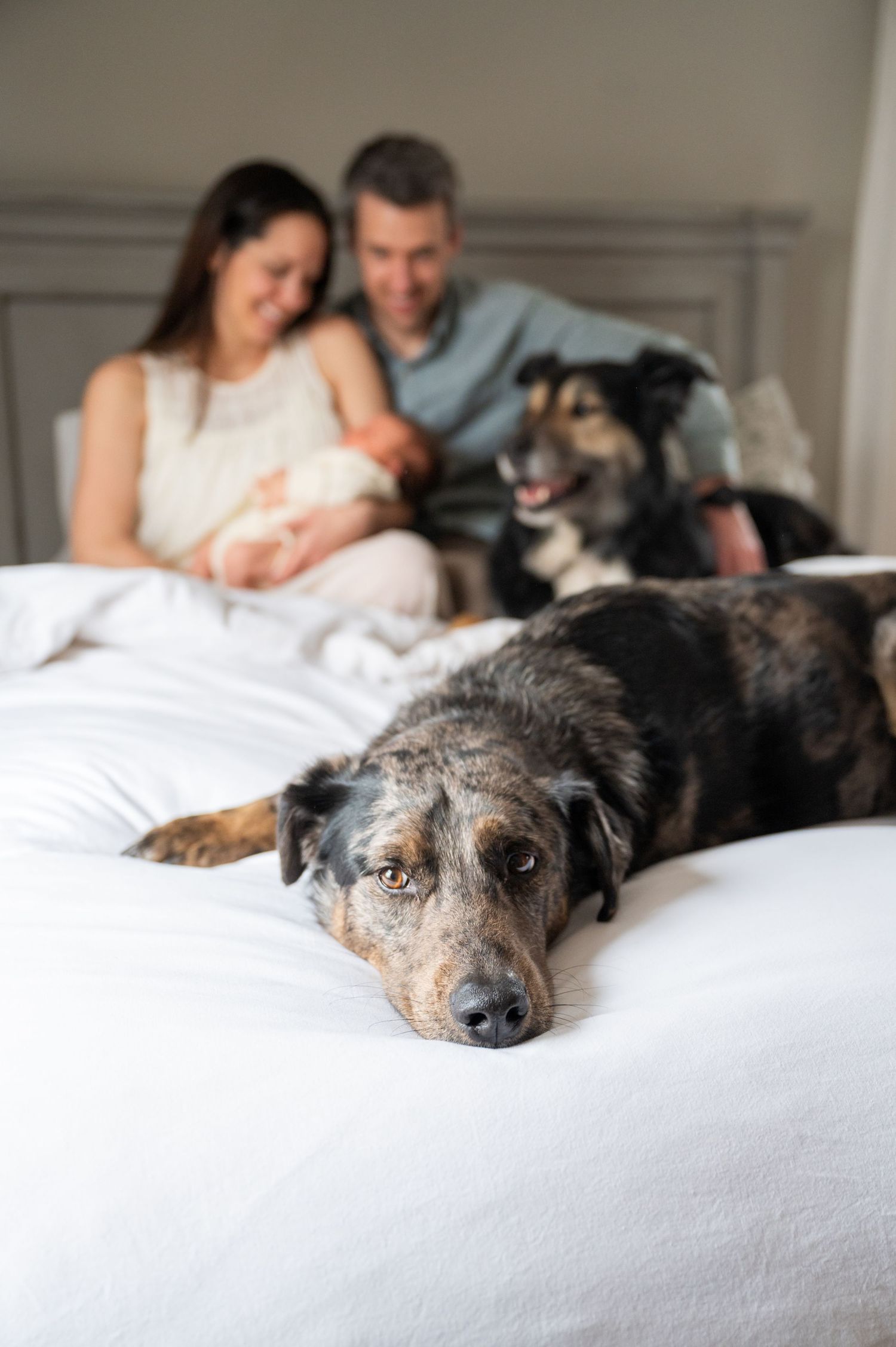 A spotted dog rests on white bedding while a couple and their newborn relax with another dog in the background.