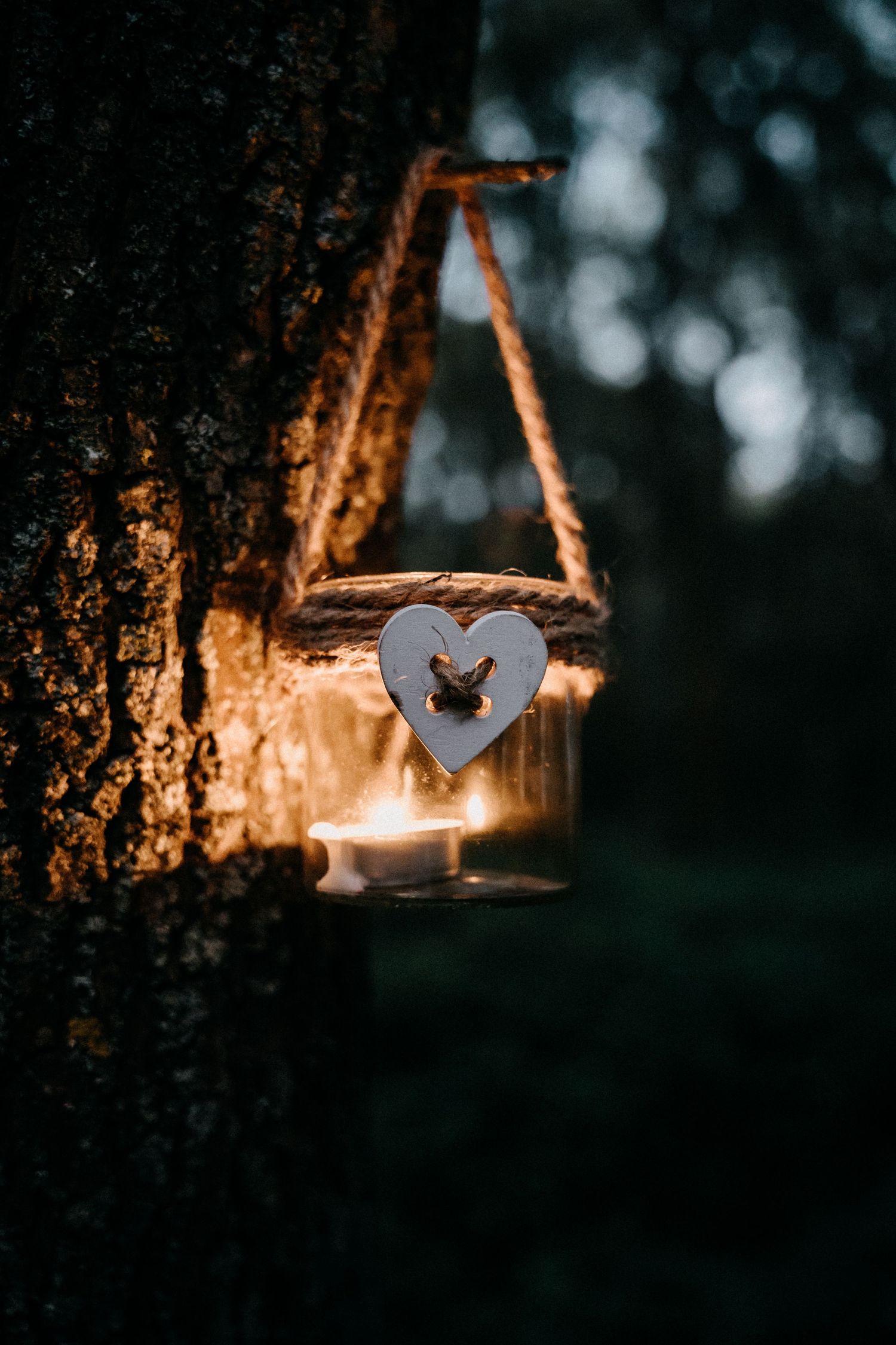 In the midst of the woods, a lantern hangs from a tree, radiating a soft light, creating a peaceful ambiance.