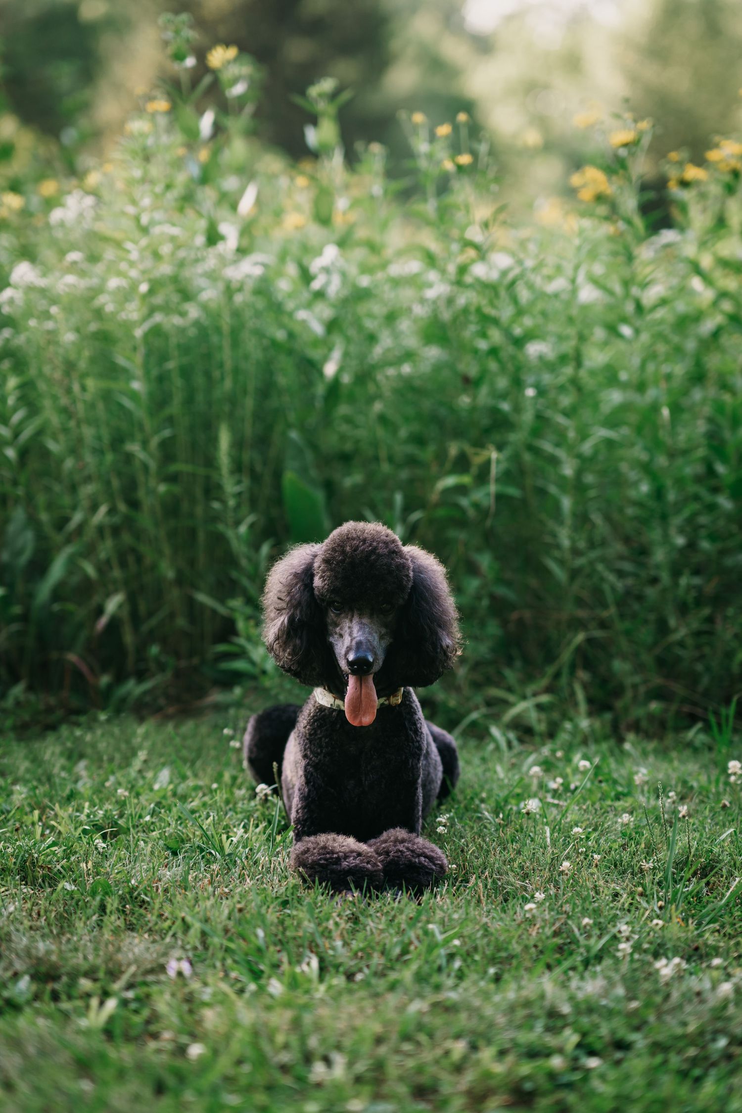 Poodle Labradoodle Wildflowers Pet photography Cincinnati Photographer Dayton Ohio
