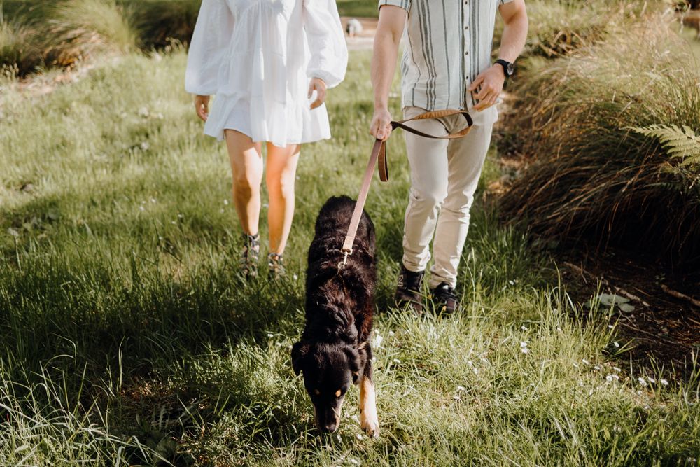 A couple walks through tall grass with their black dog following behind them in golden sunlight.