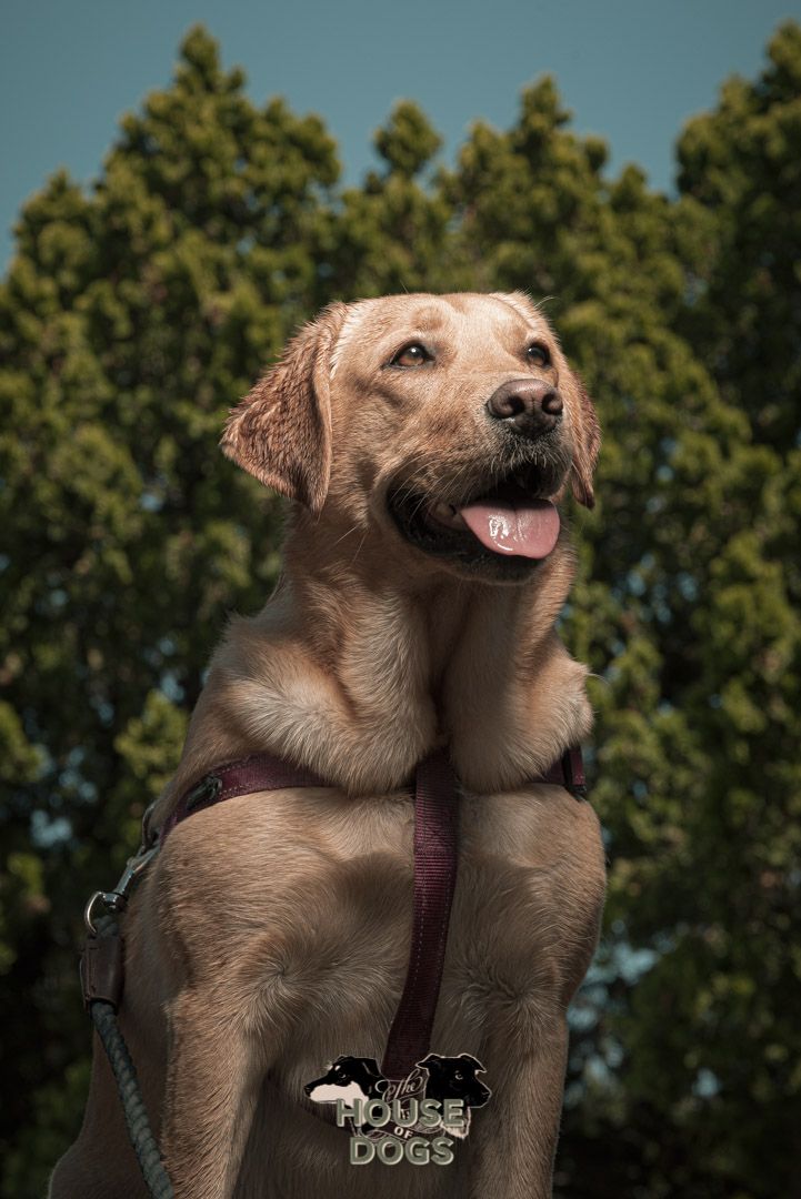 On location pet portraits of dog
