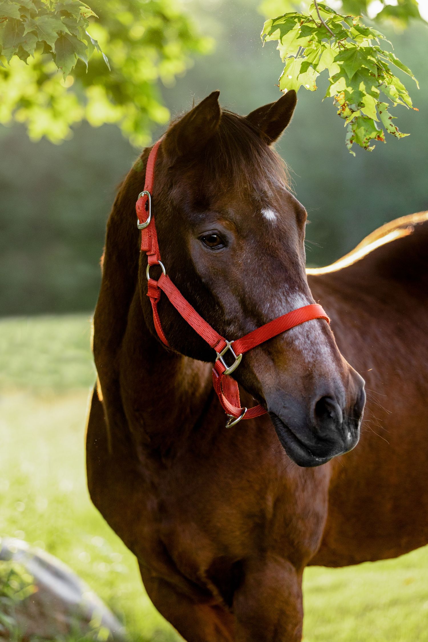 American Quarter horse photoshoot equine photographer sunrise photoshoot