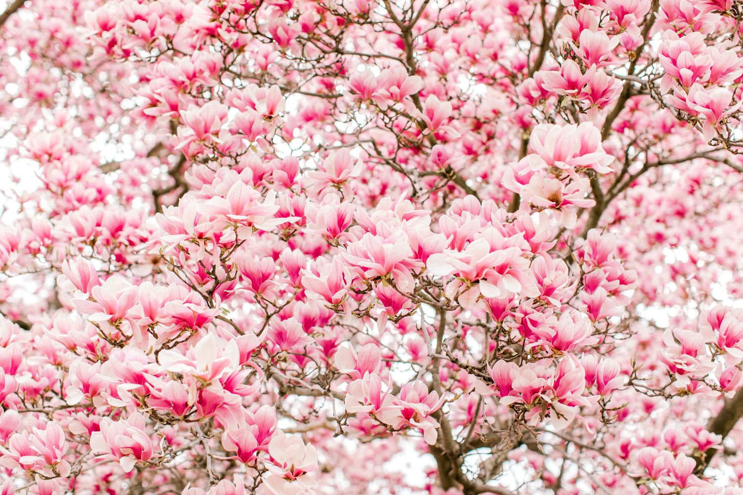 Washington DC cherry blossoms photography