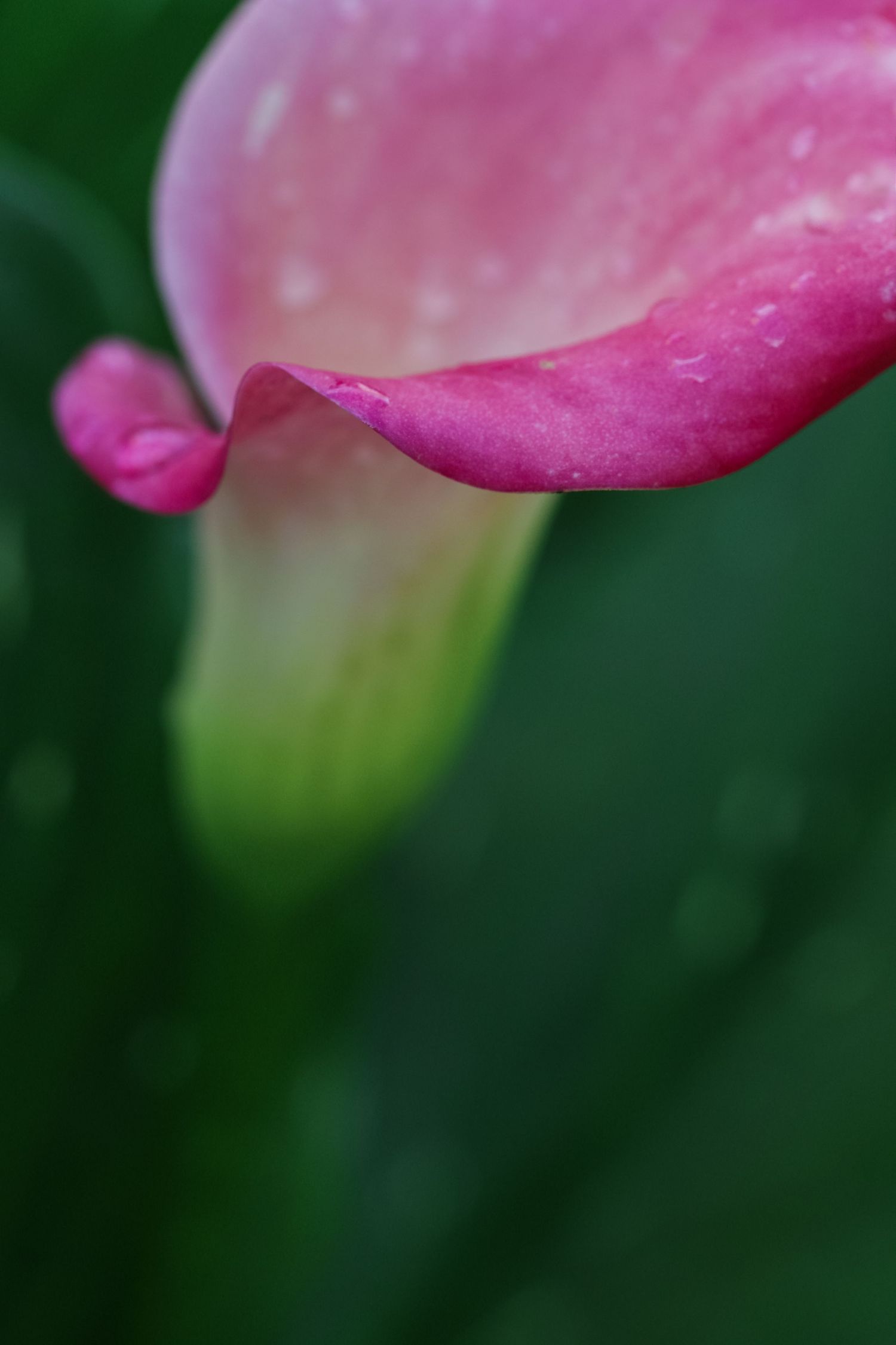 Macro raindrop on pink calla lily