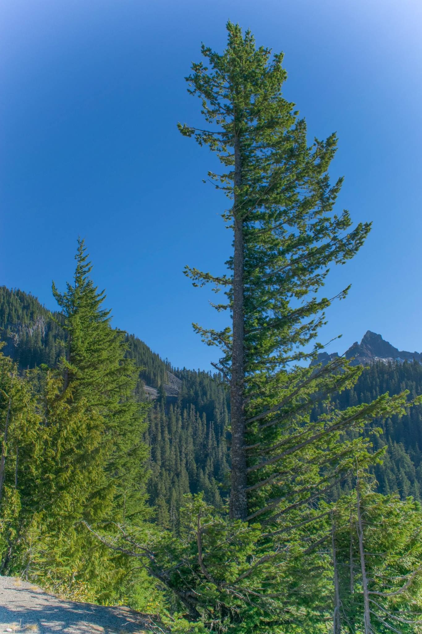 Tall evergreen trees stand against a blue sky with mountain peaks in the background.