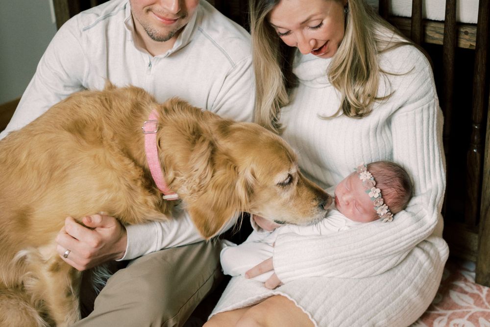 Family and golden retriever dog meeting newborn baby in nursery setting.