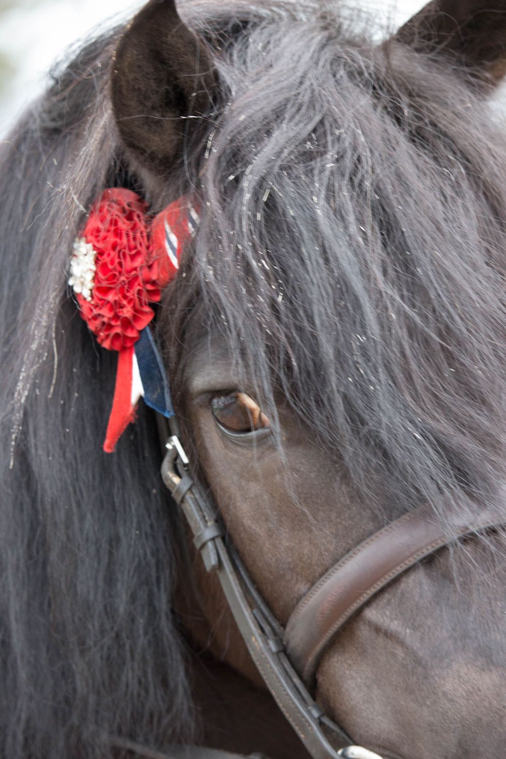 Close-up of a dark horse's face wearing a red rosette and brown leather bridle.