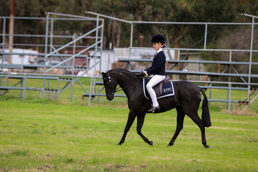 Equestrian rider in formal attire competing on dark horse in show ring.