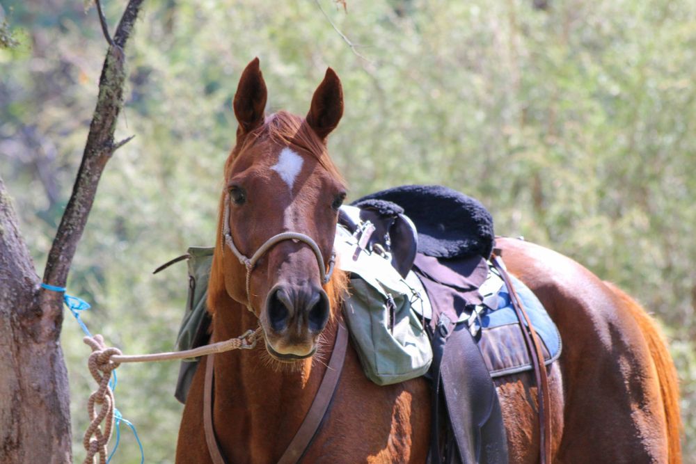 Close-up of chestnut horse with saddle and bridle in natural setting.
