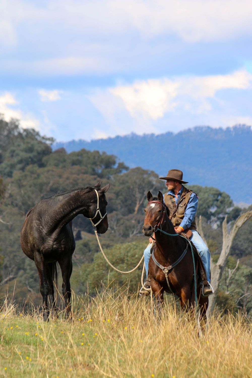 Horseback rider leading black horse through tall grass with mountains in background.