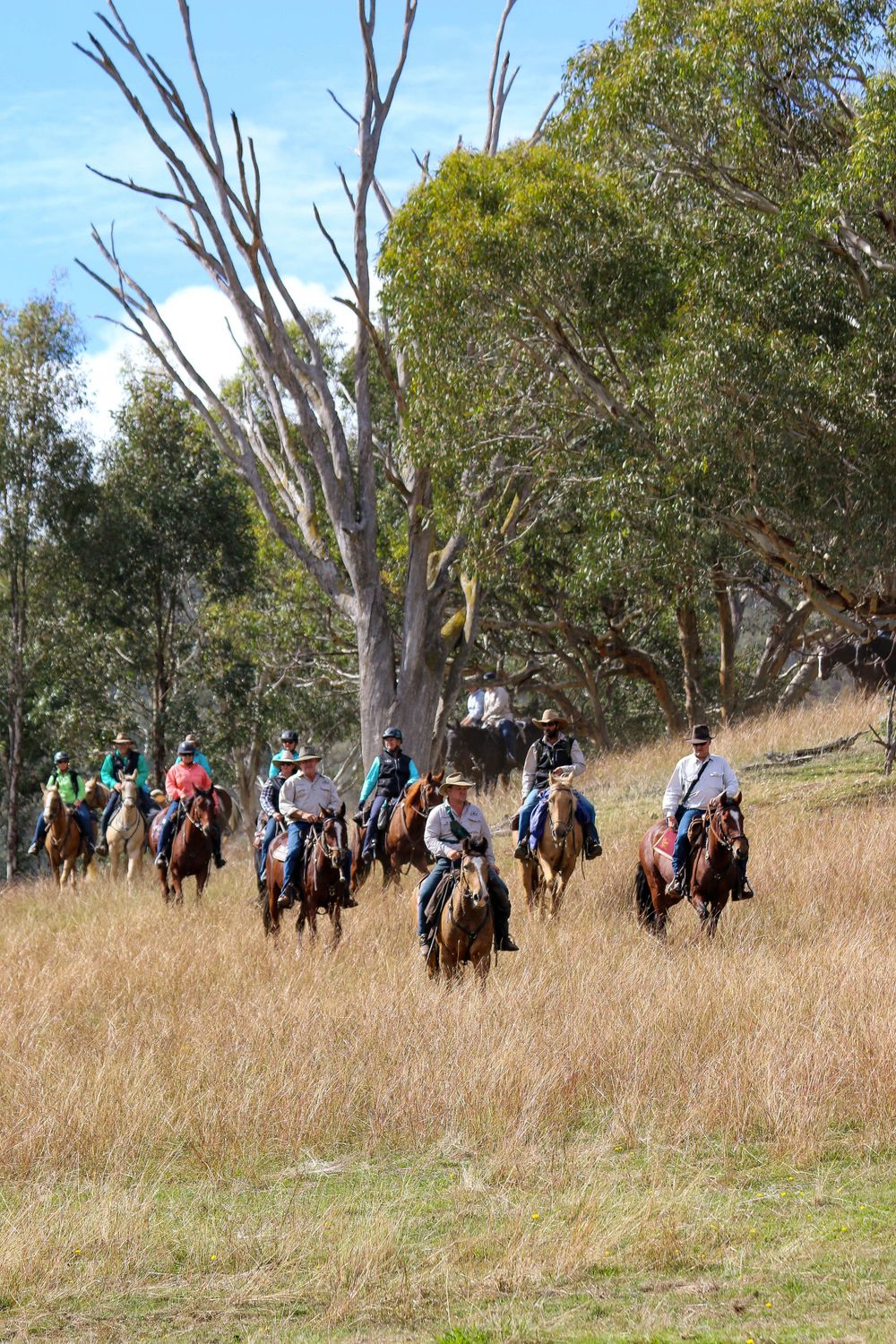 Group of horseback riders on trail through tall grass and eucalyptus trees.