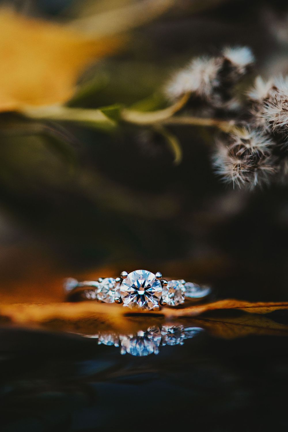 Fall Engagement Photos at Wildwood Conservation Area St.Marys Ontario by Shawn Van Daele